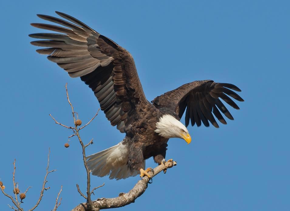 Bald Eagle