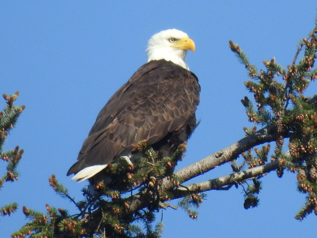 Bald Eagle