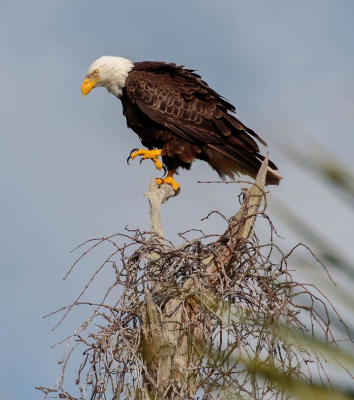 Bald Eagle