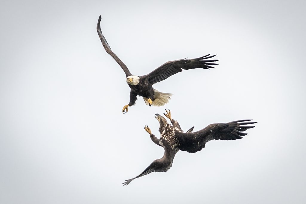 Bald Eagles duelling