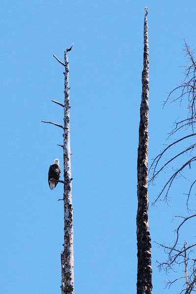 Baldie in the dead pines