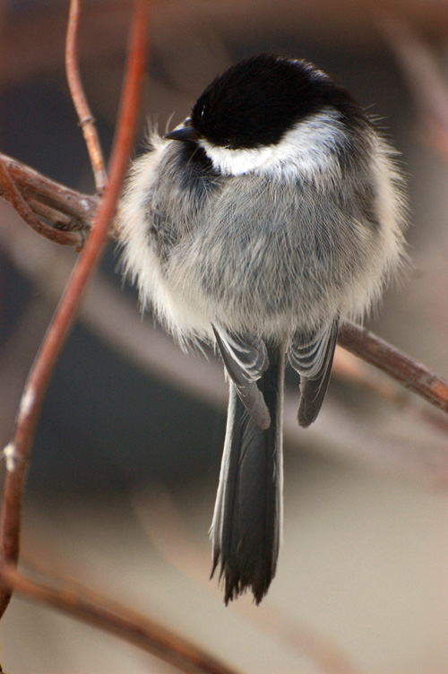Ball of Fluff