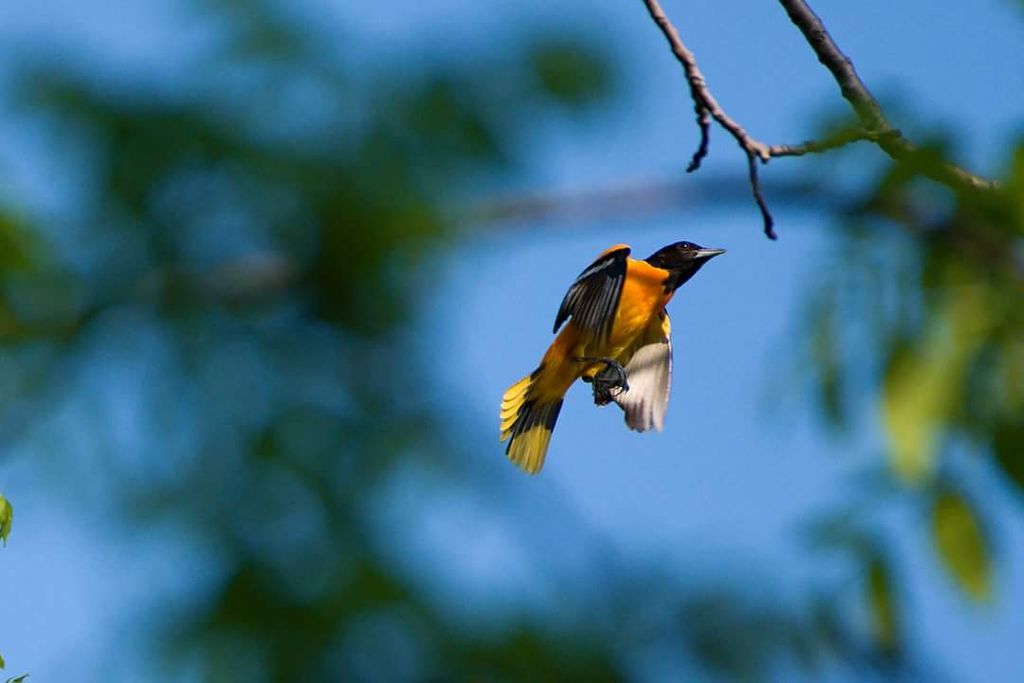 Baltimore oriole