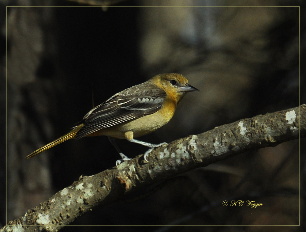 Baltimore Oriole