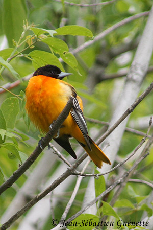 Baltimore Oriole