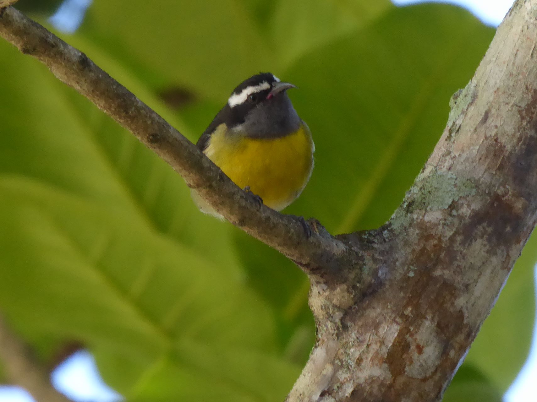 Bananaquit.jpg