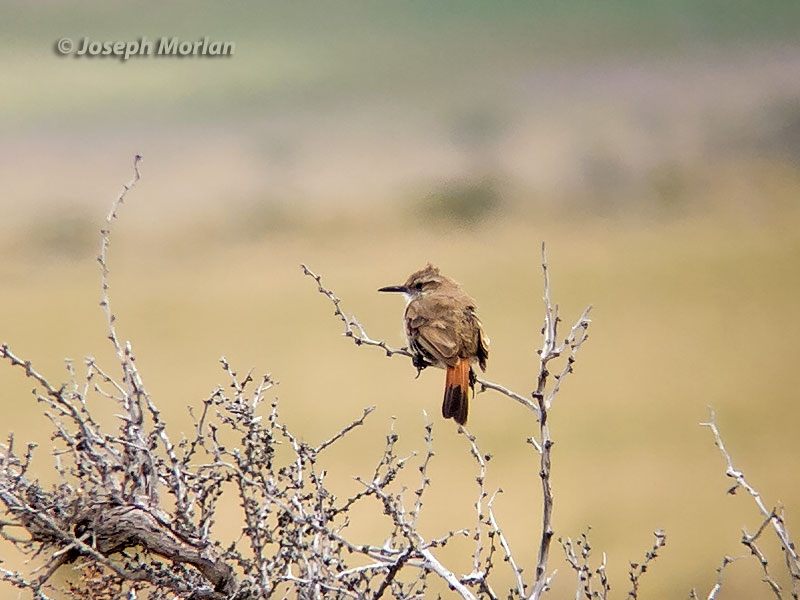 Band-tailed Earthcreeper