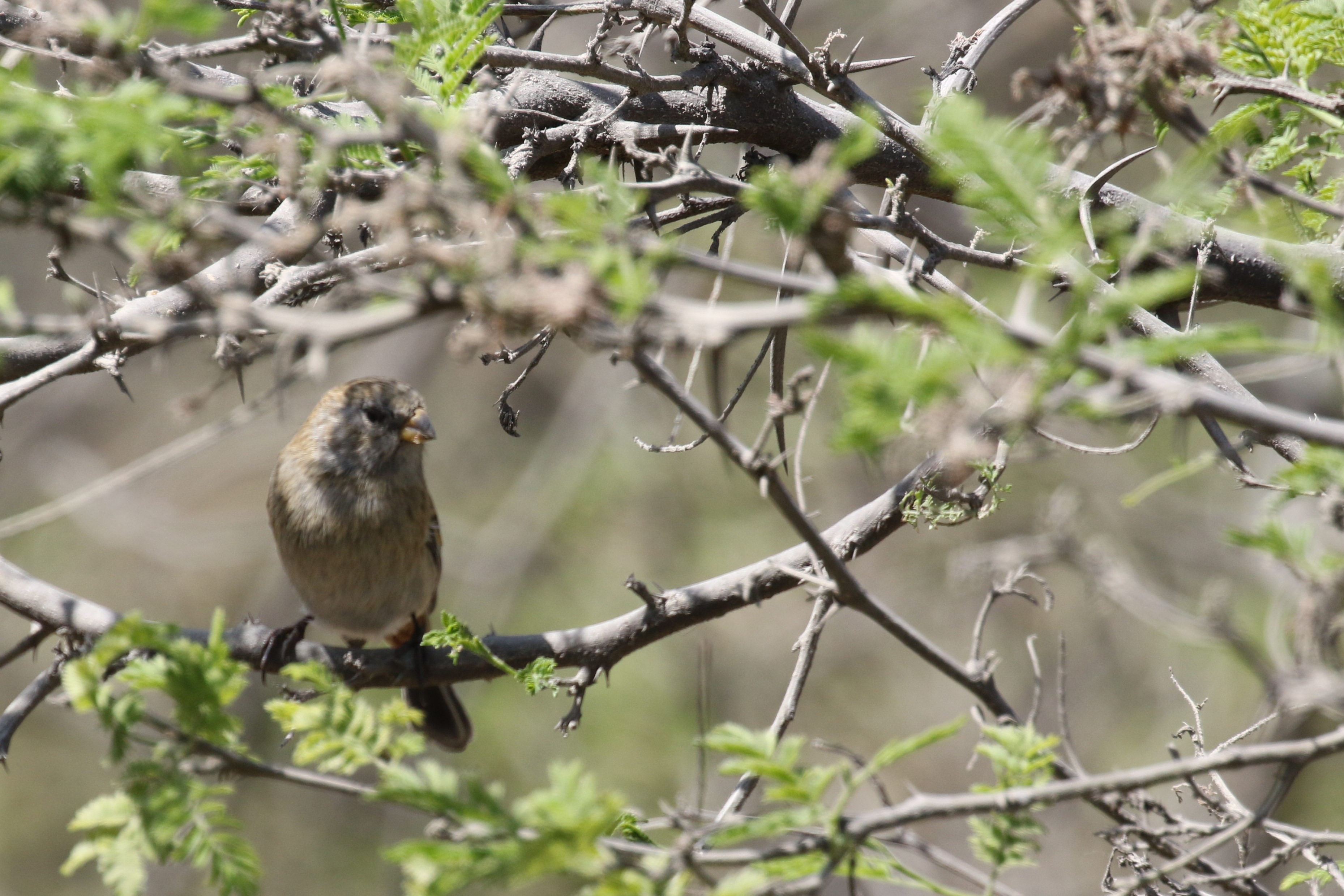 Band-tailed Seedeater