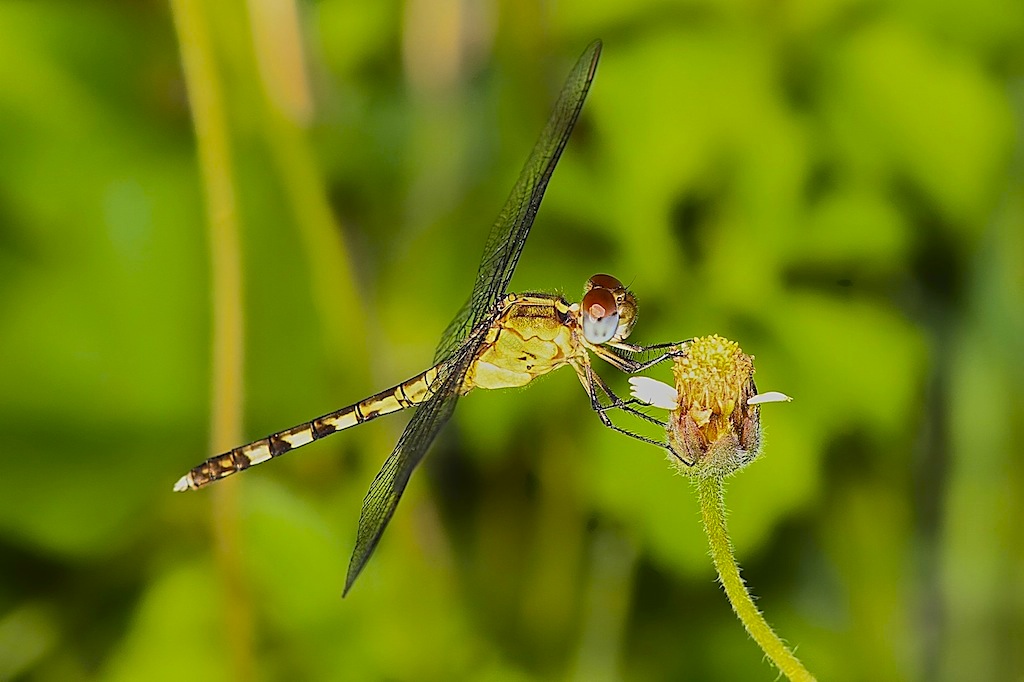 Band-winged Dragonlet (female)