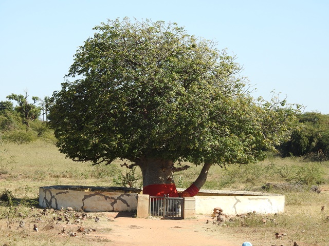 Baobab Tree