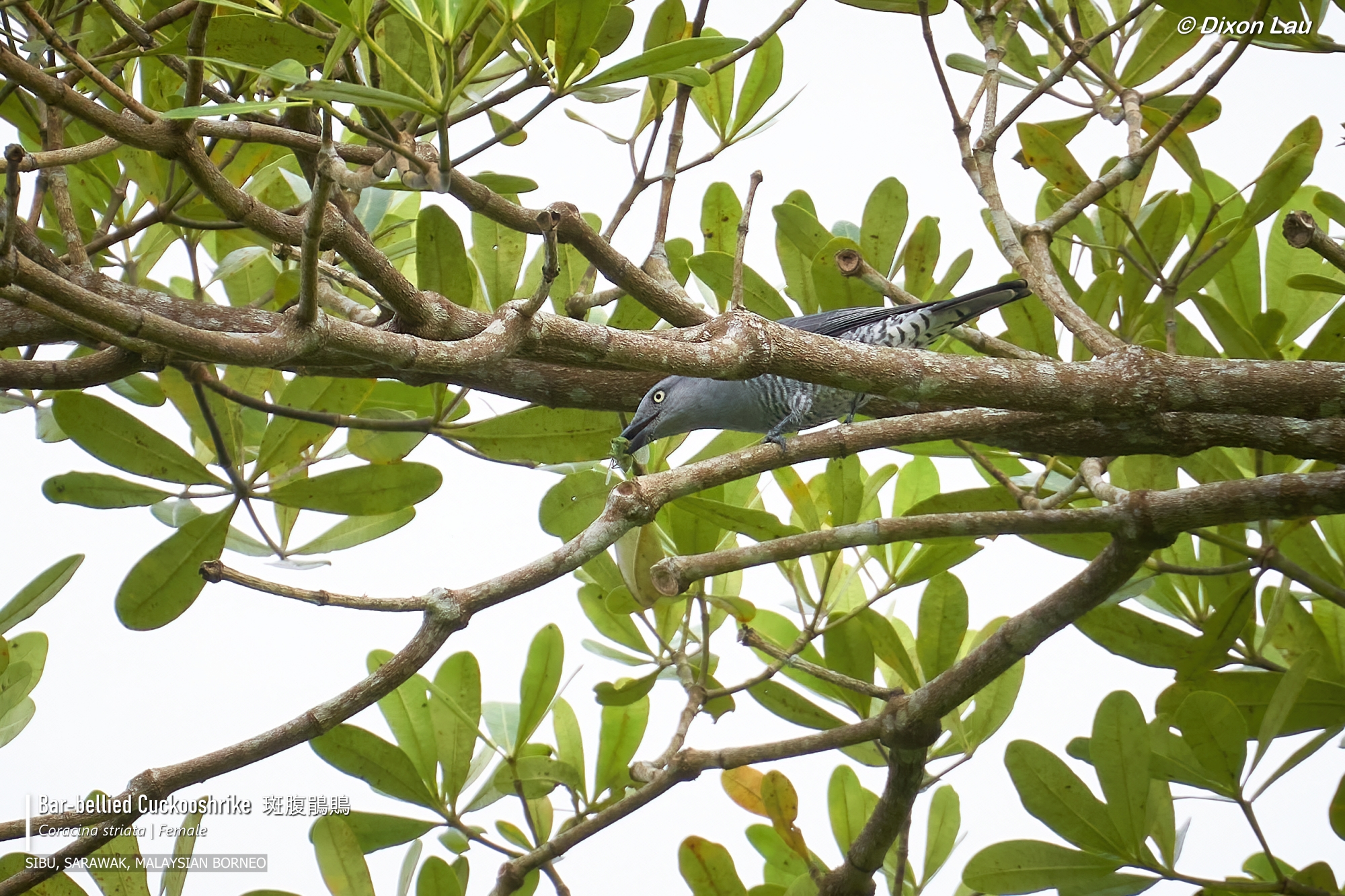 Bar-bellied Cuckooshrike (Female)