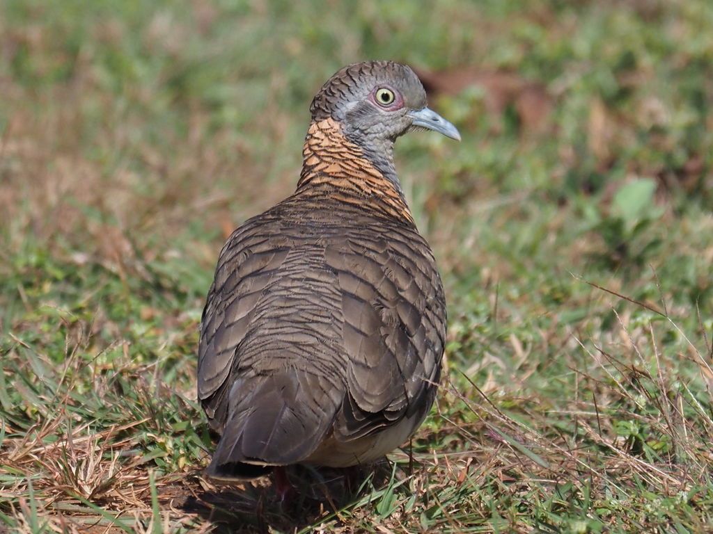 Bar-shouldered Dove