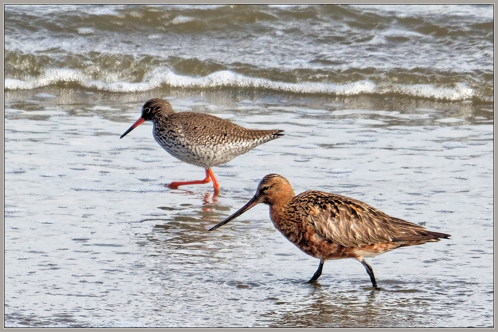 Bar-tailed Godwit and Redshank