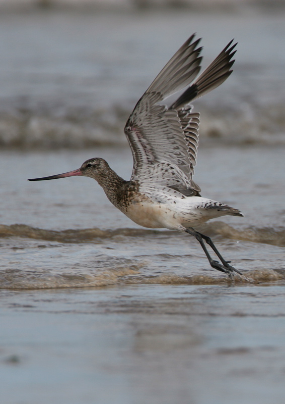 Bar Tailed Godwit