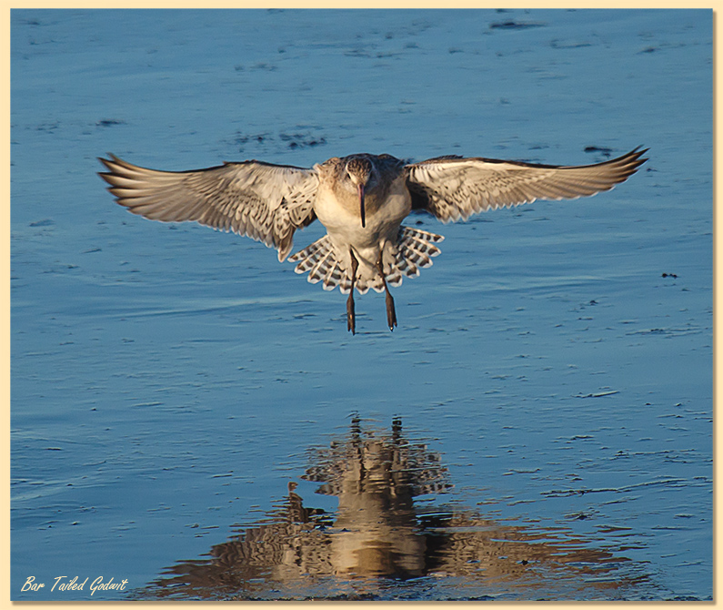 Bar-tailed godwit