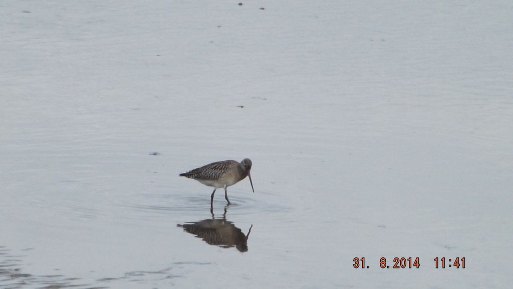 Bar-tailed Godwit