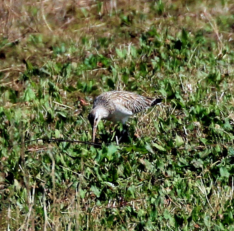 Bar-tailed Godwit