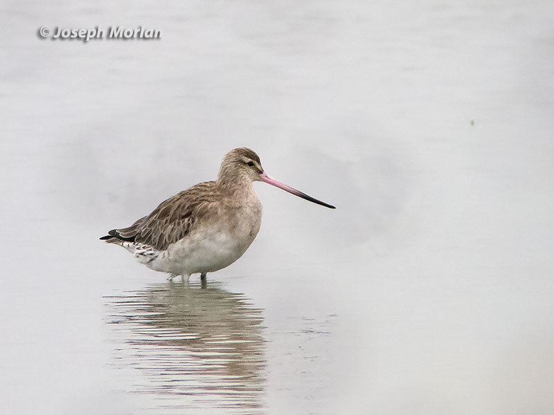 Bar-tailed Godwit