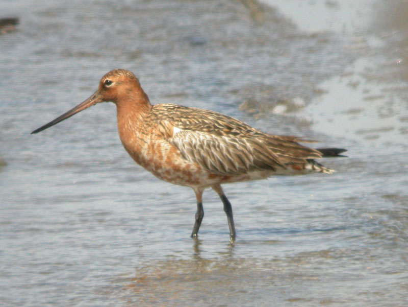 Bar-Tailed Godwit