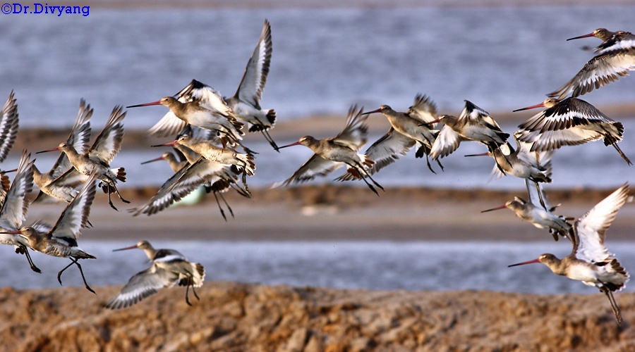 Bar tailed Godwits