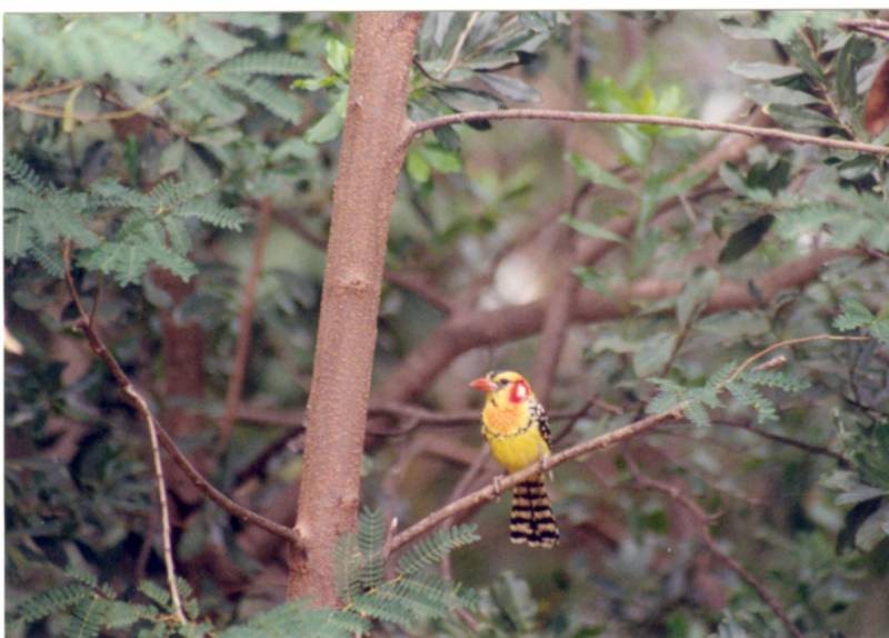 Barbet (Red-and-yellow)