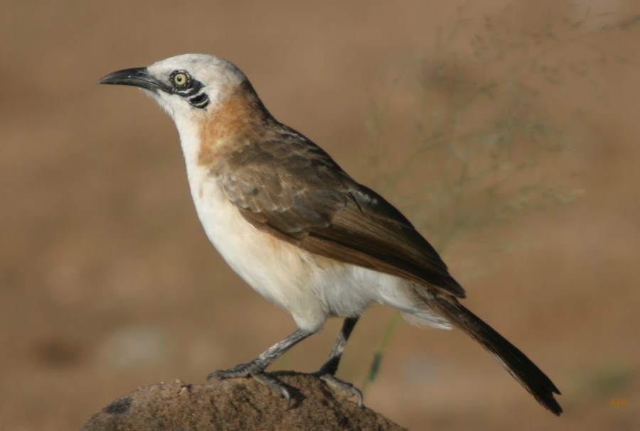 Bare-cheeked Babbler