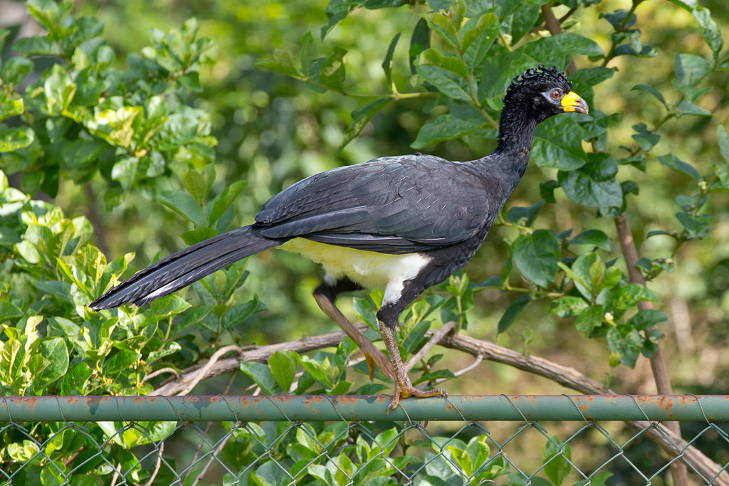 Bare-faced Curassow