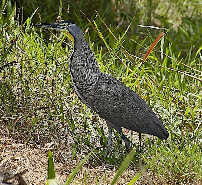 Bare-throated Tiger Heron