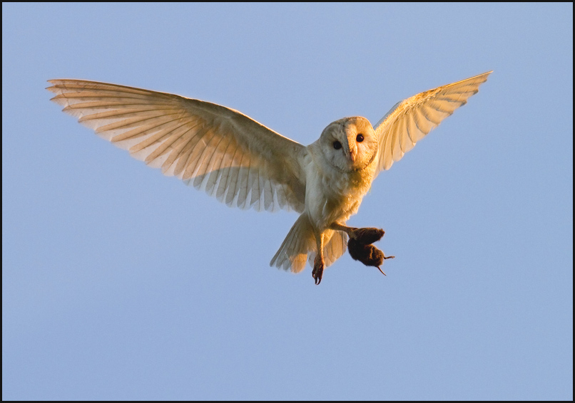 Barn Owl at sunset.