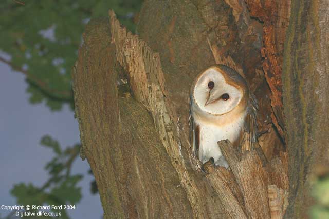 Barn Owl roosting