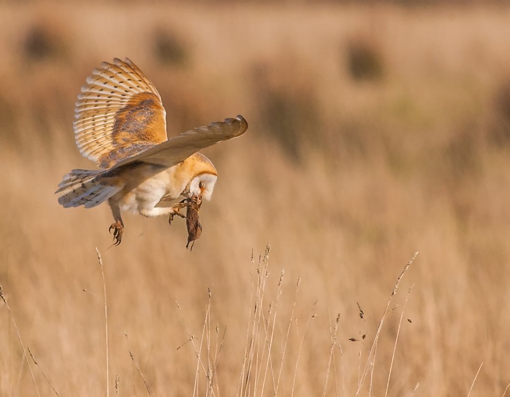 Barn owl taking prey