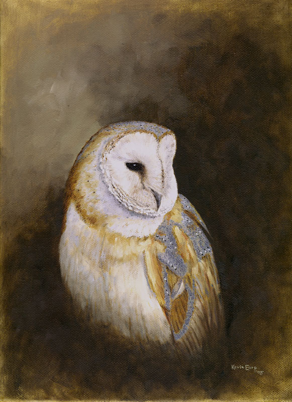 Barn Owl