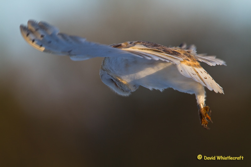 Barn Owl