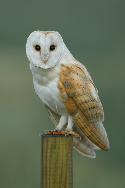 Barn Owl