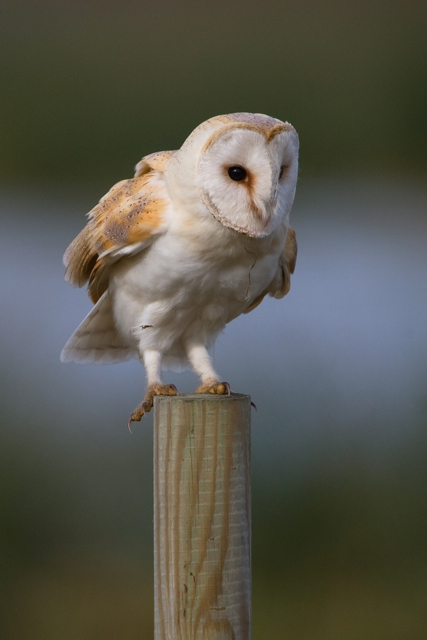 Barn Owl