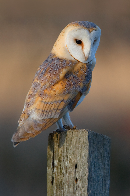 Barn Owl