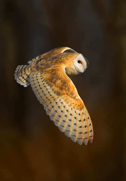 Barn Owl