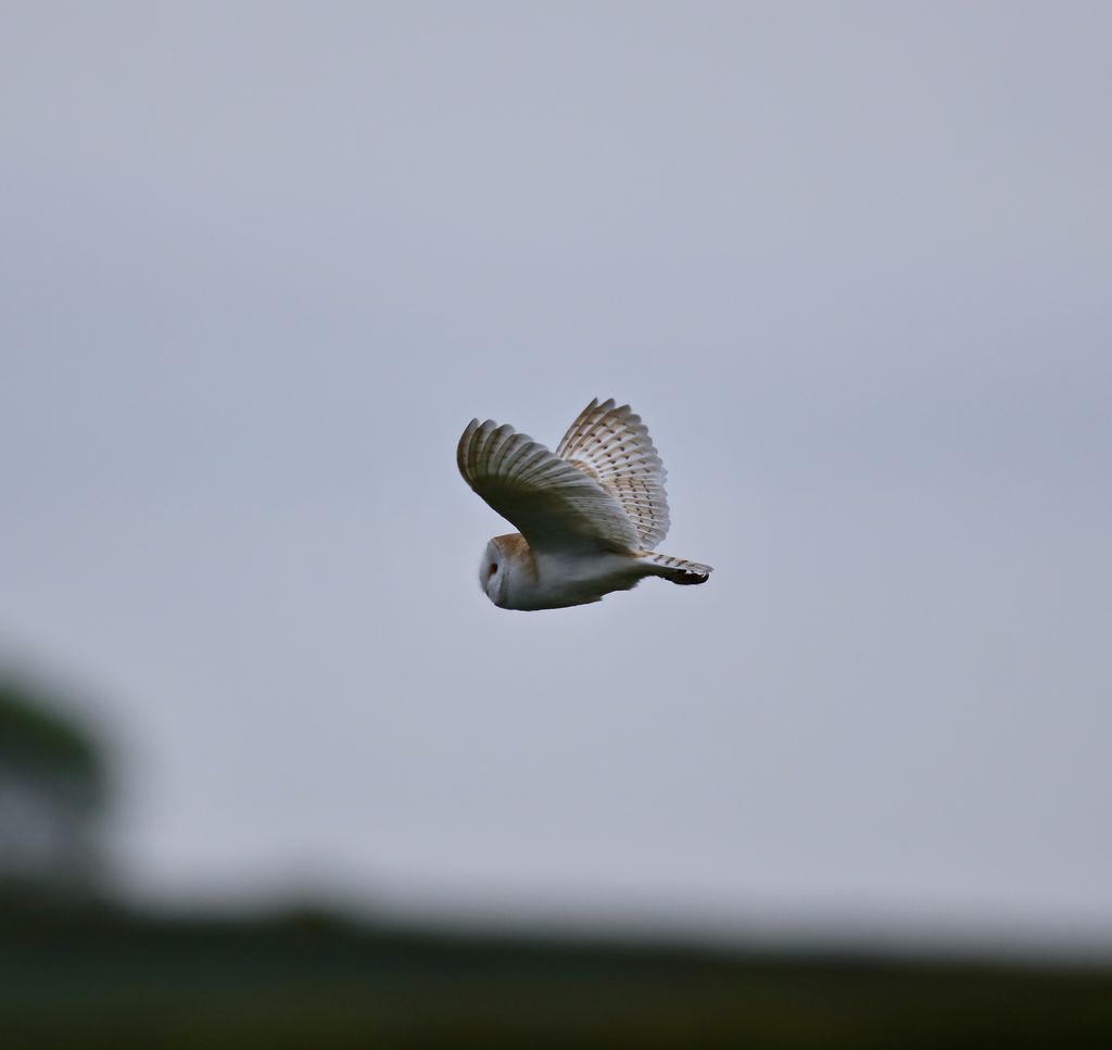 Barn owl