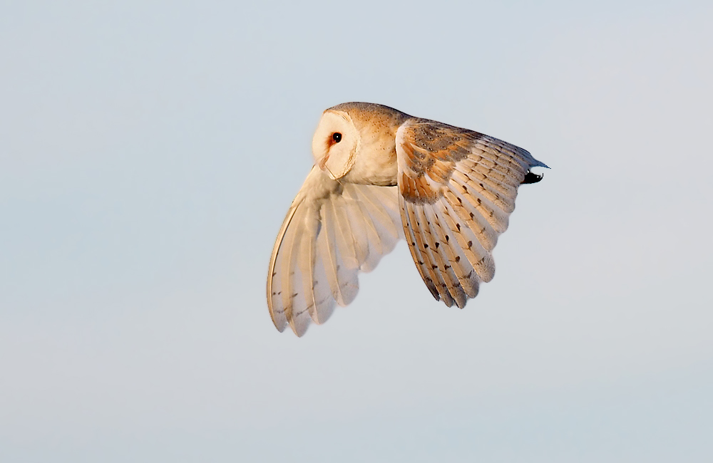 Barn Owl