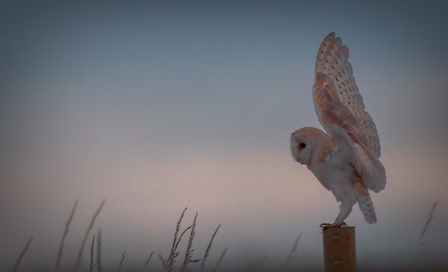 Barn Owl.