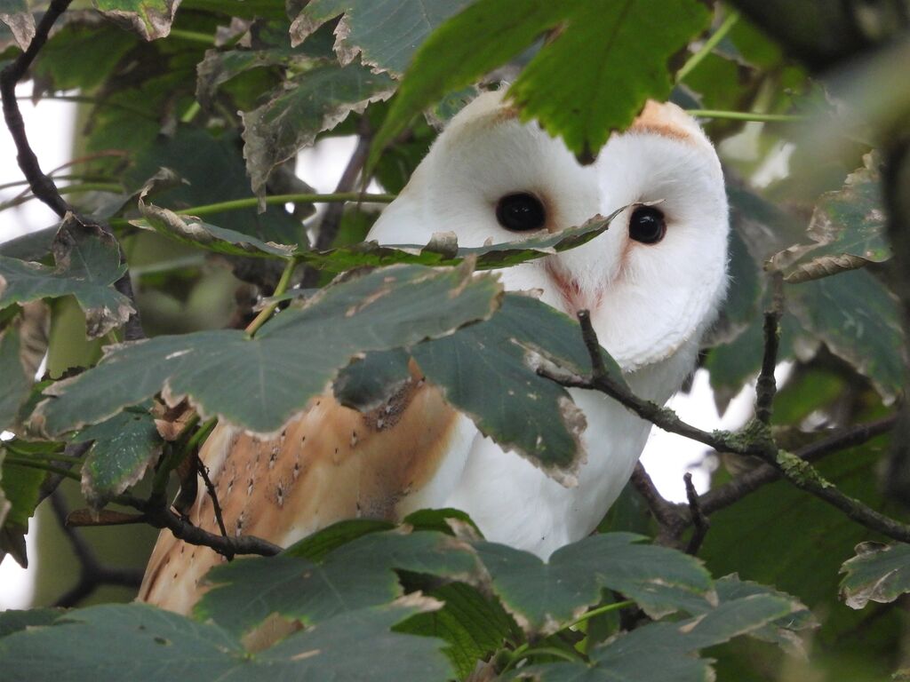 barn owl