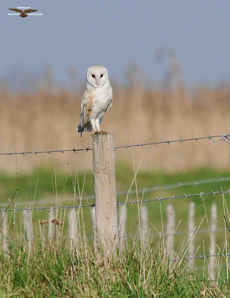 Barn Owl