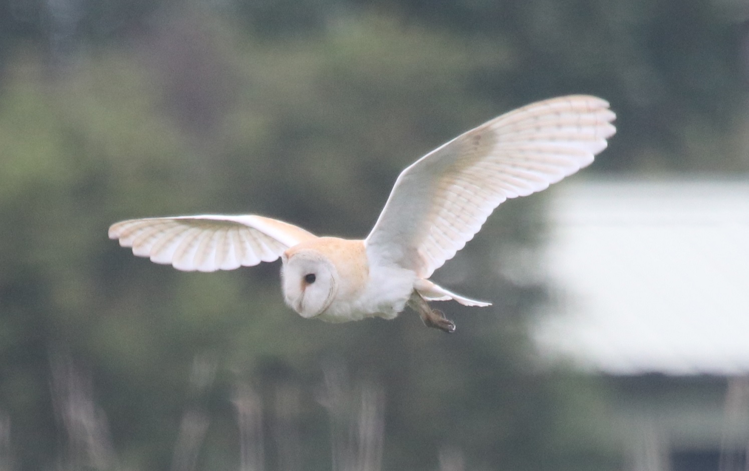 Barn Owl