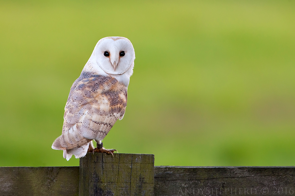 Barn Owl