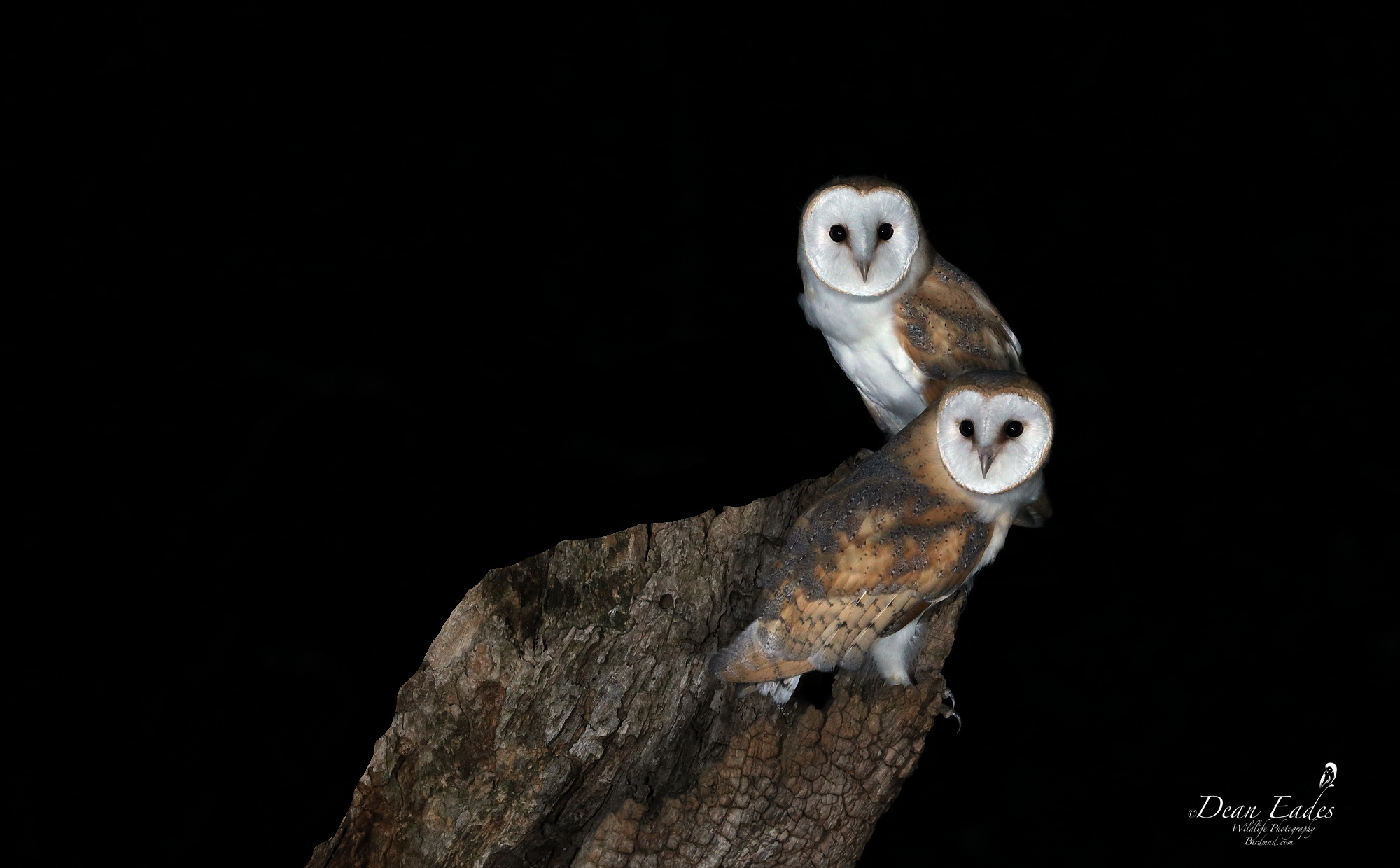 Barn owl