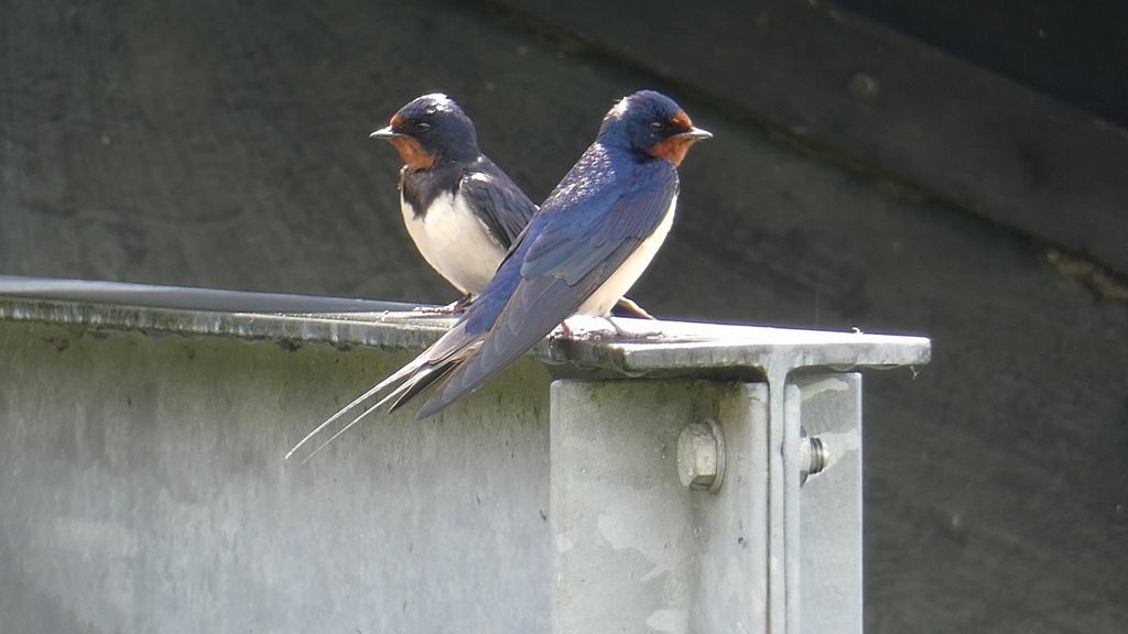 Barn Swallow (Hirundo rustica)