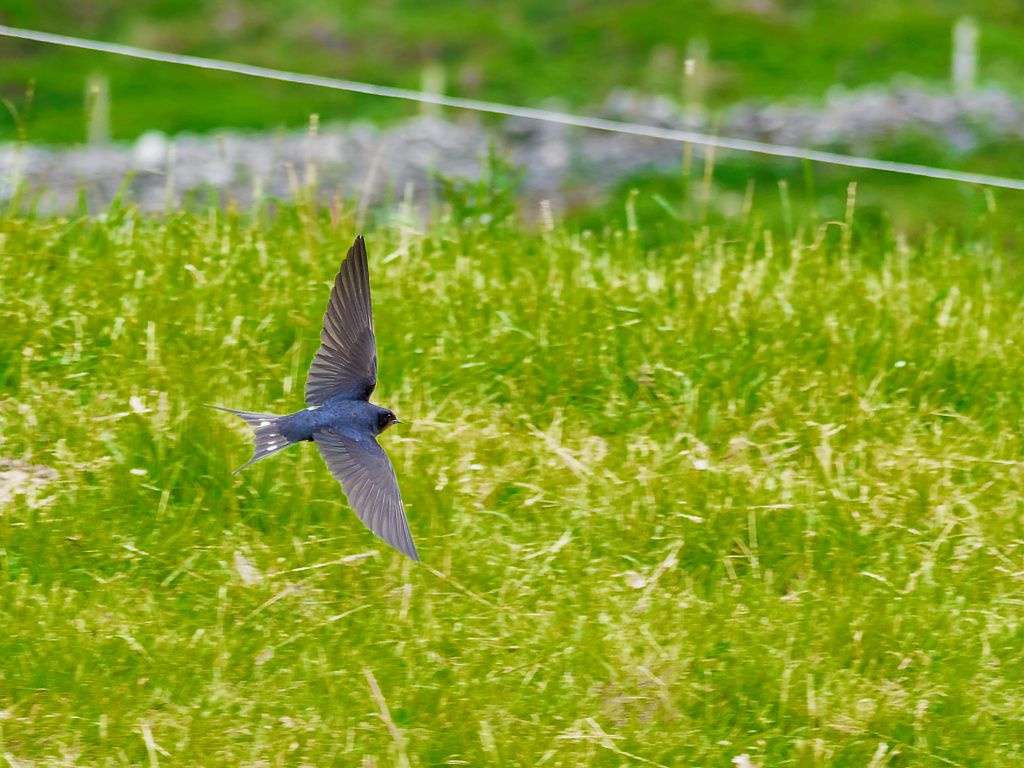 Barn Swallow in flight