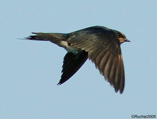 Barn Swallow in Flight
