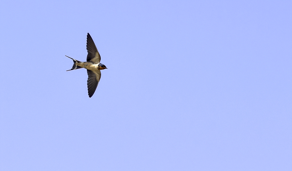 Barn Swallow.jpg