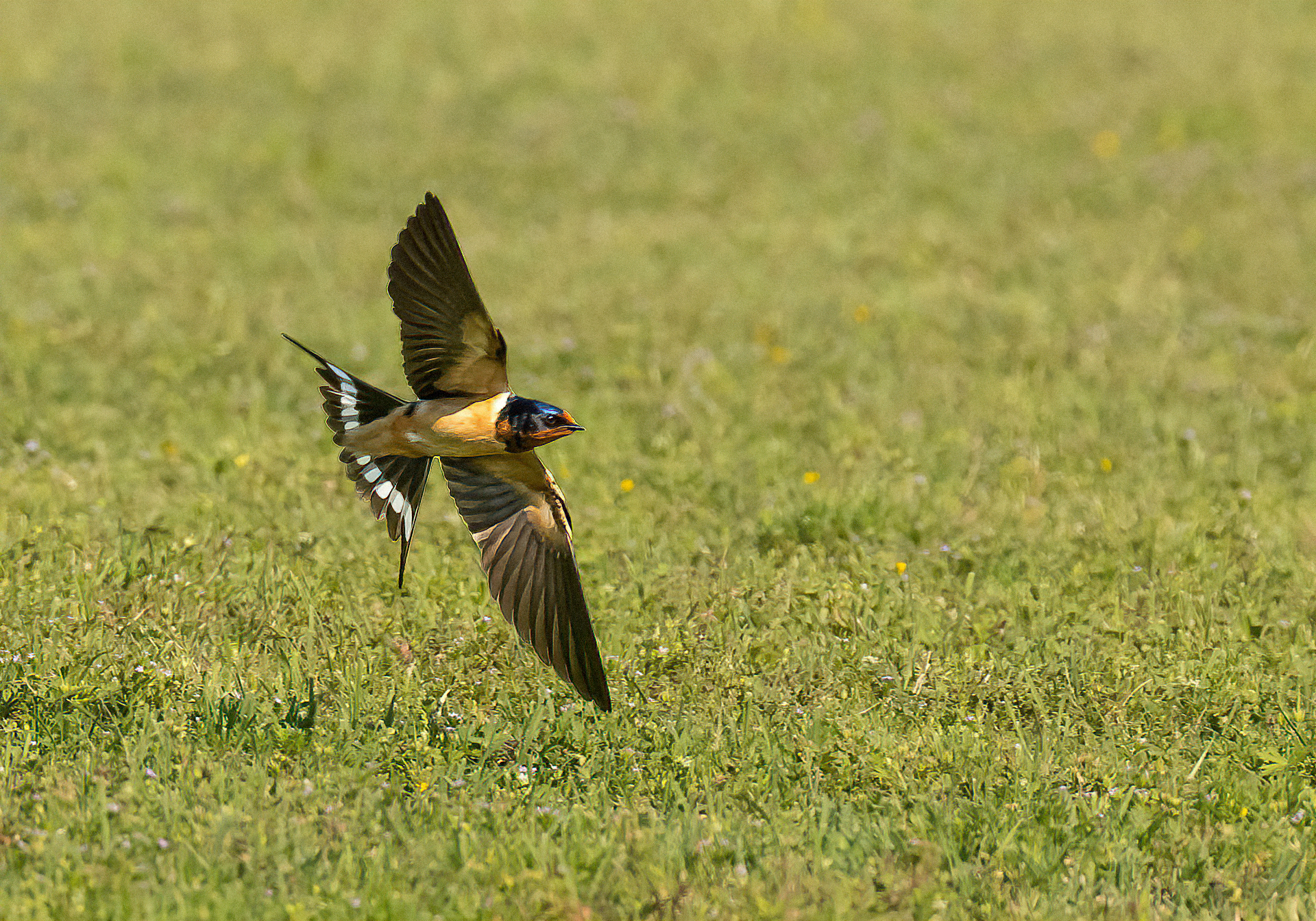 Barn Swallow, Male